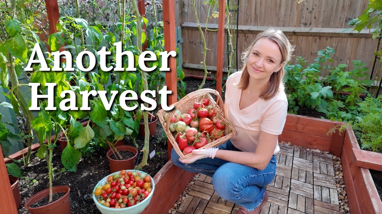 Another HUGE Tomato Harvest From My Small 15m² Kitchen Garden
