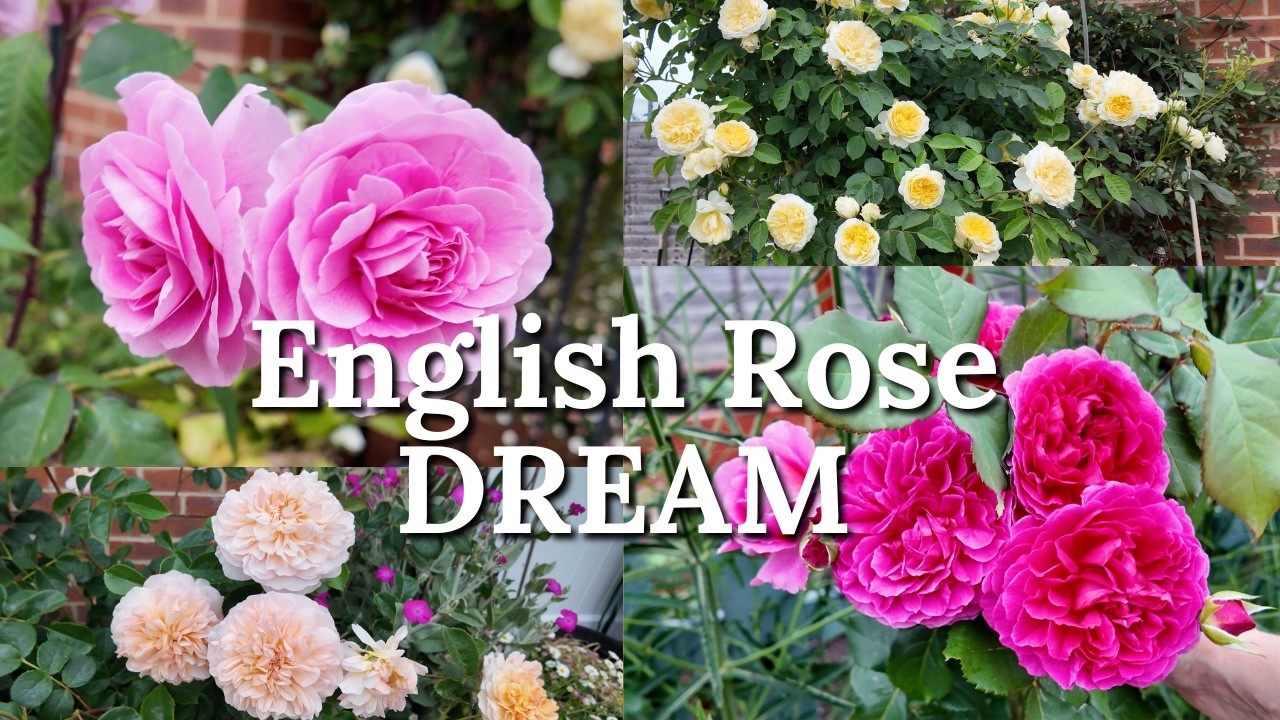 David Austin Roses in Full Bloom | English Cottage Garden Inspiration