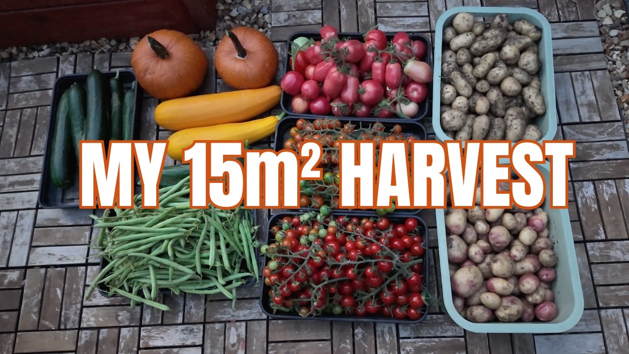 Everything I Harvested From My Tiny 15m² Kitchen Garden End of Summer Harvest